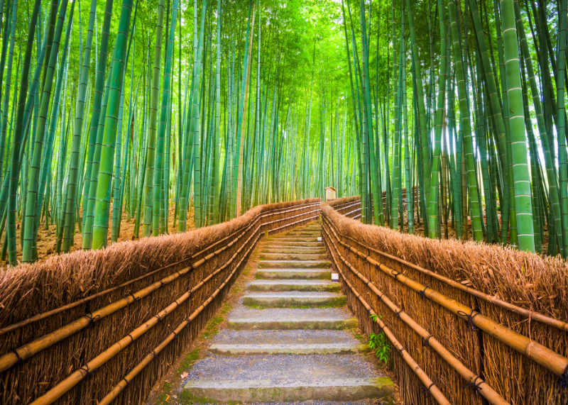 Arashiyama Bamboo Grove