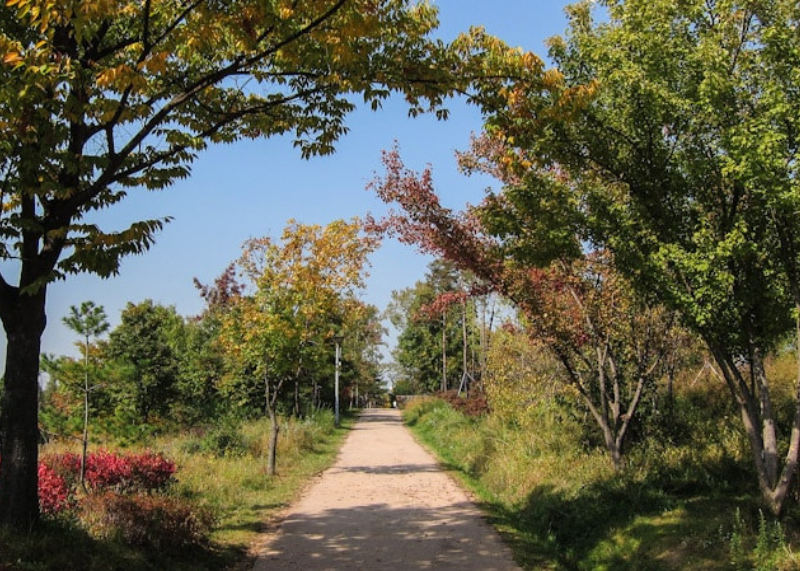 Seoul Forest 3
