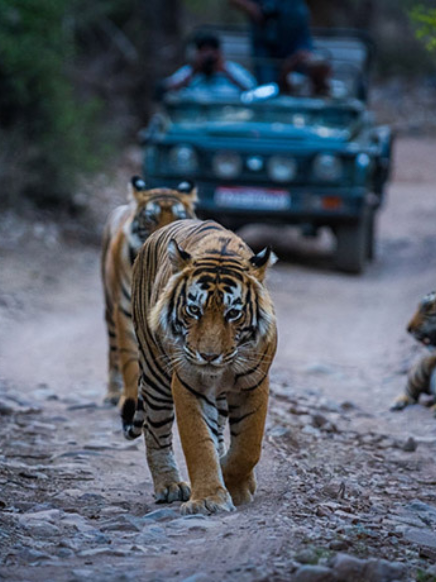 Wildlife Safari