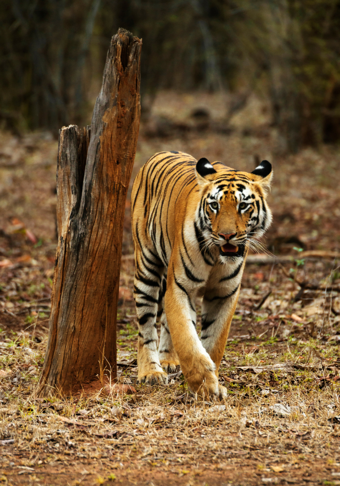 Wildlife