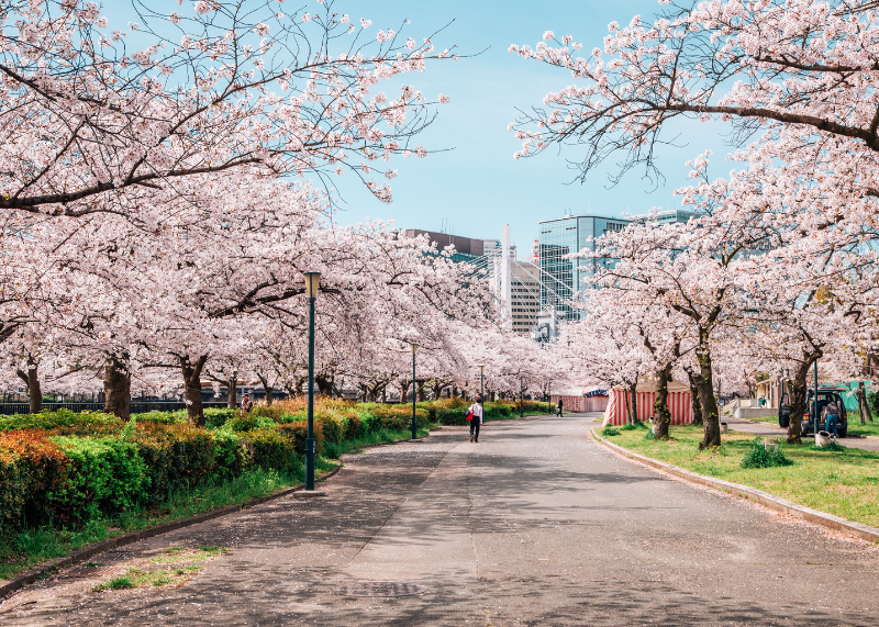 Kema Sakuranomiya Park