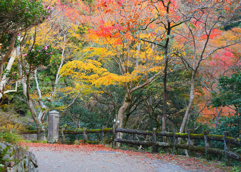 Minoo PArk1