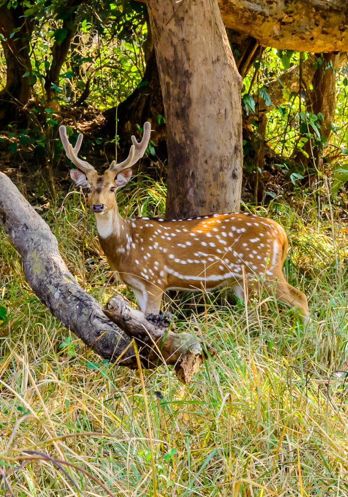 Wildlife